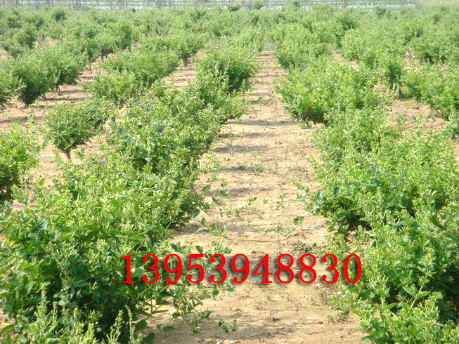 1-1PF2143T40-L