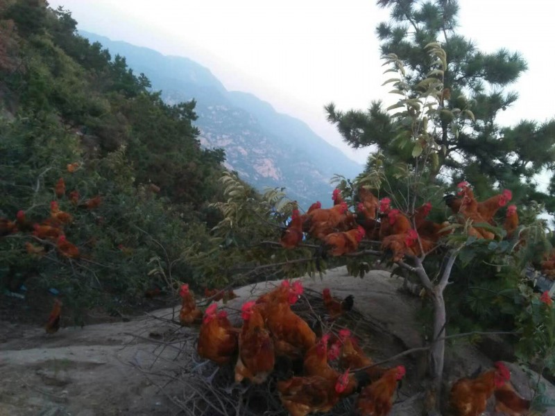 樱桃山庄山杠子炒鸡