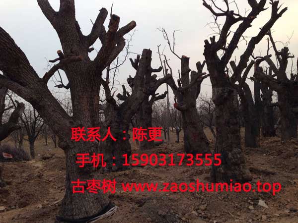 沧州古枣树