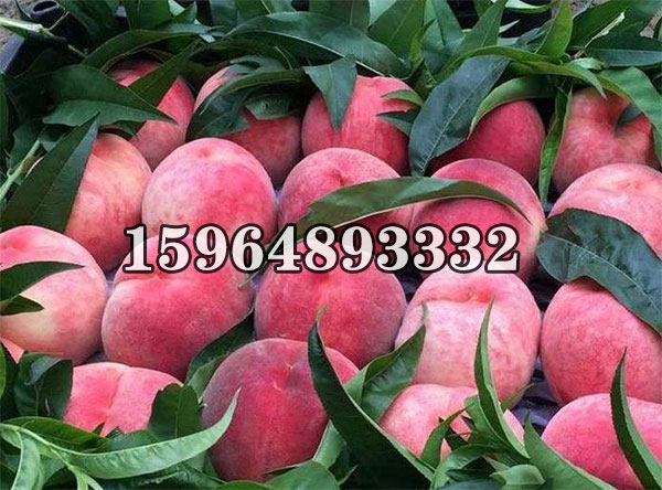 金秋红蜜桃