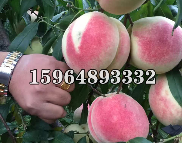 映霜红桃