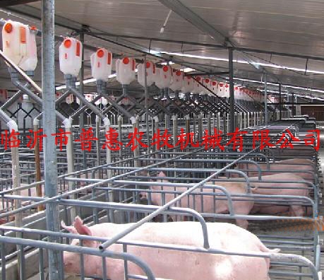 母猪自动加料（母猪定量饲喂）图片