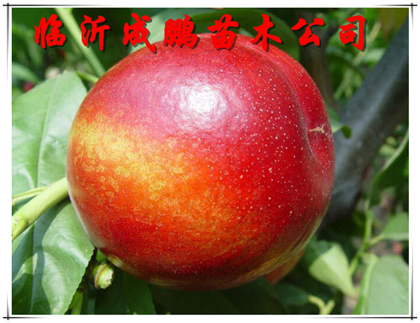世纪之星油桃