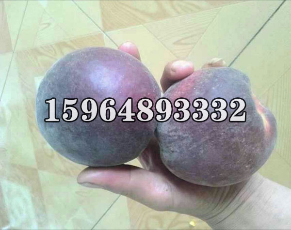 黑桃